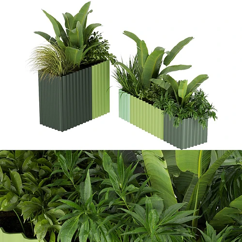 Collection plant 现代绿植芭蕉叶