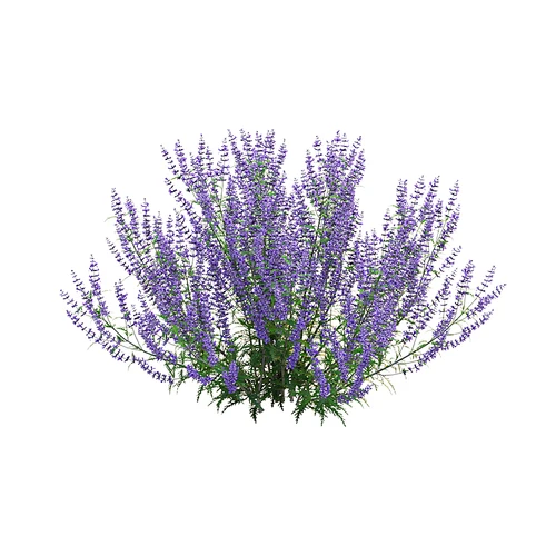 Perovskia atriplicifolia 现代户外花草