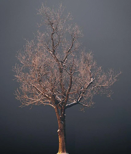 枯树