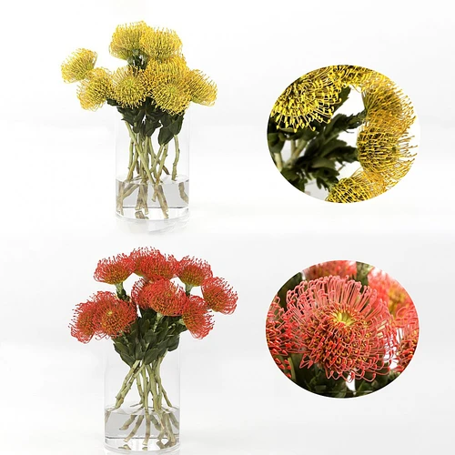 Protea 普洛蒂亚鲜花摆件