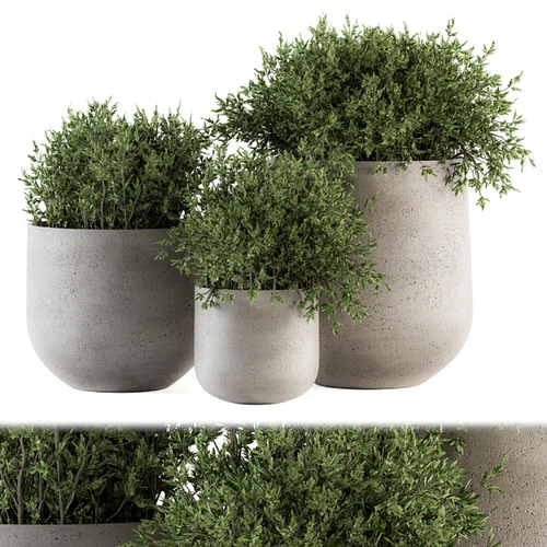 现代植物盆栽