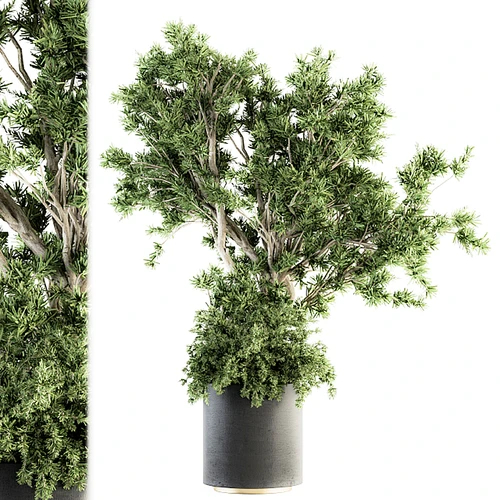 现代植物盆栽