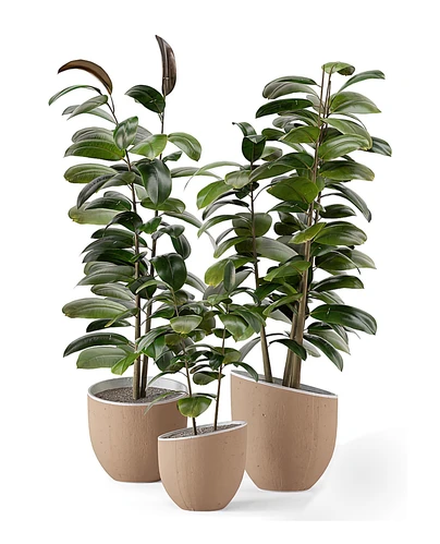 植物盆栽