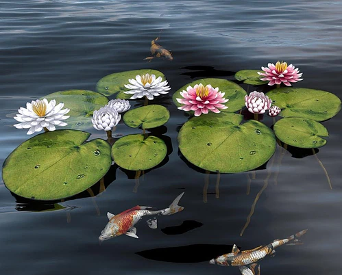 荷花