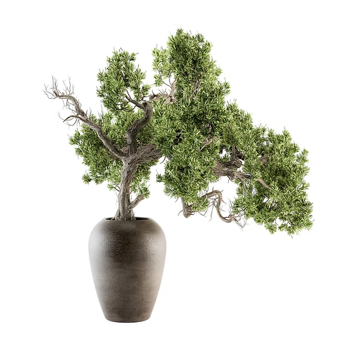 植物