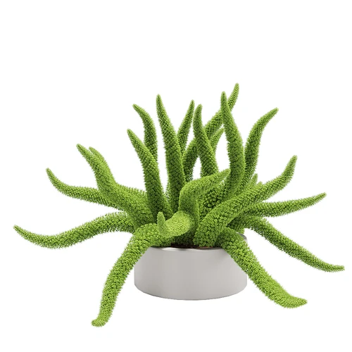 多肉绿植盆栽