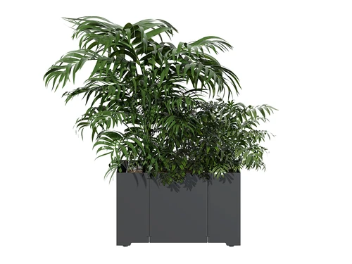 现代植物灌木盆栽