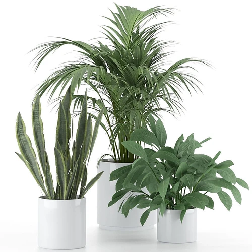 Plant饰品盆栽