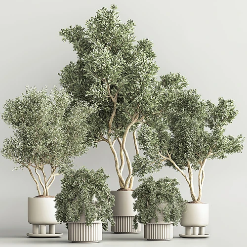现代植物盆景盆栽
