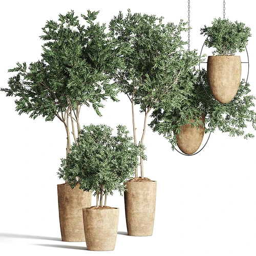 现代植物盆栽