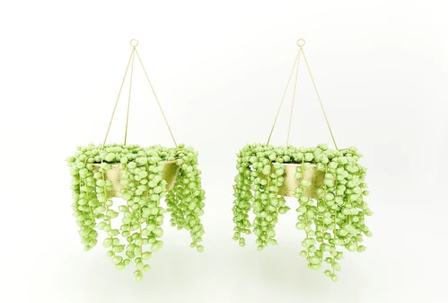 现代风格植物