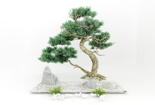 现代风格植物