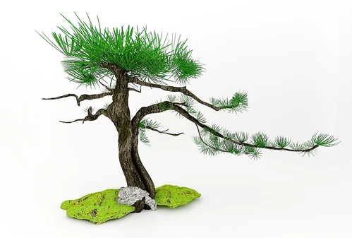 现代风格植物