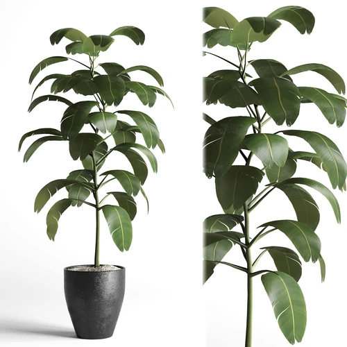 现代植物盆栽3d模型