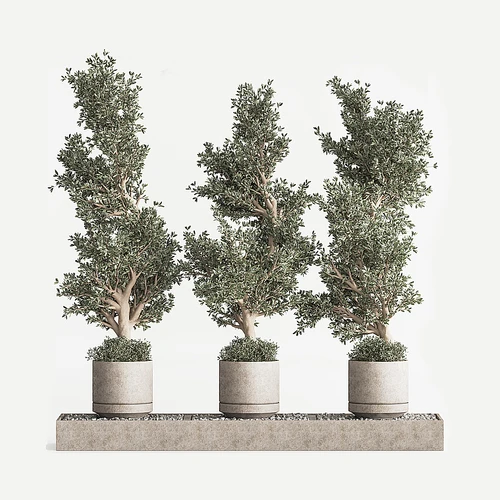 现代绿植植物盆栽