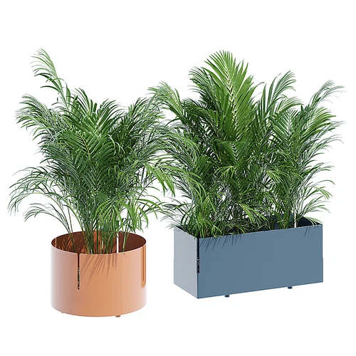 现代植物盆栽