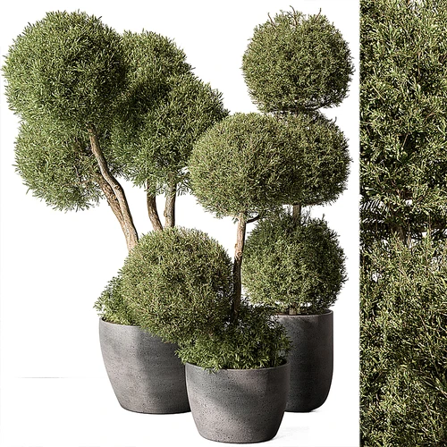 现代植物盆栽