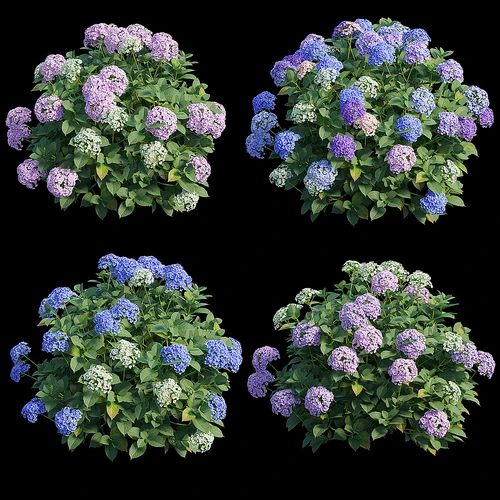 现代绣球花