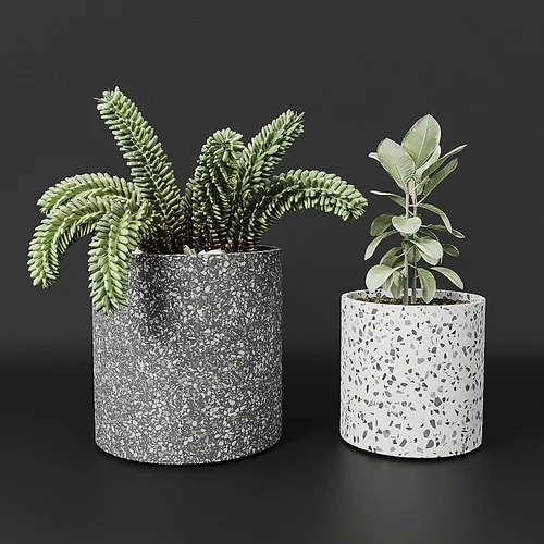 现代植物小盆栽