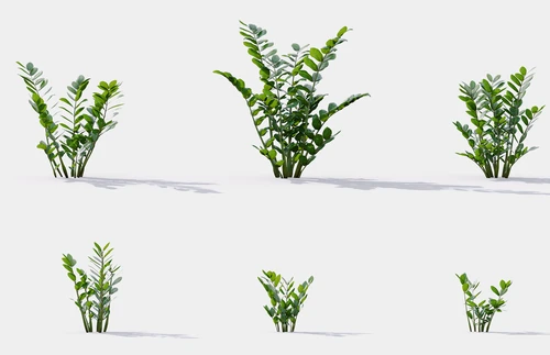 现代花草