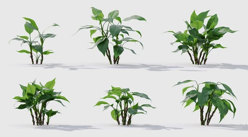 现代花草