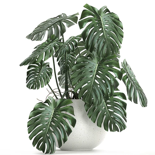 Монстера 植物盆栽
