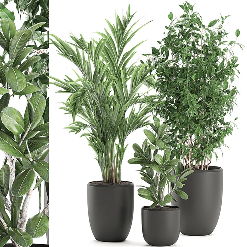 Коллекция 植物盆栽