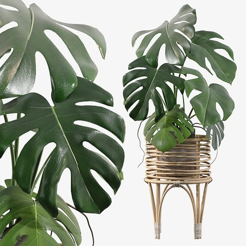 Plants 植物盆栽