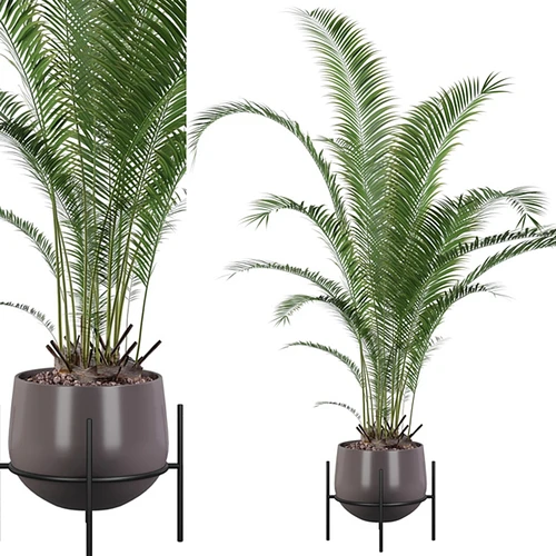 植物