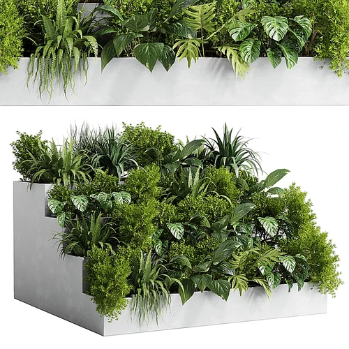 室内植物