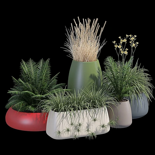 戈壁植物