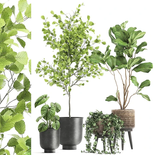 现代植物盆栽