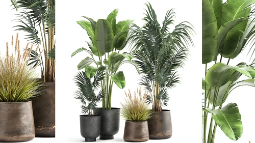 现代植物盆栽盆景