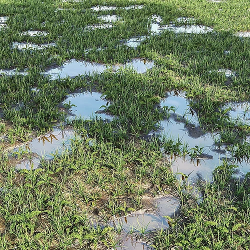 拱形草