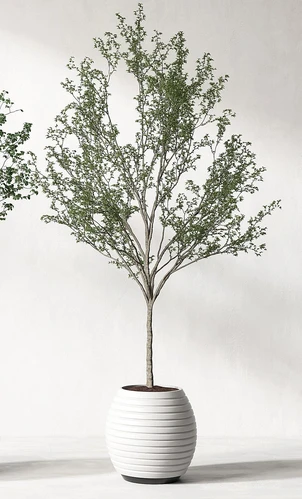 盆栽盆景植物组合