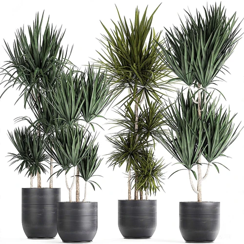 现代绿植盆栽