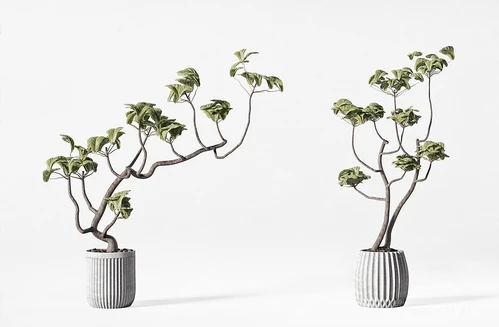 盆栽盆景植物组合