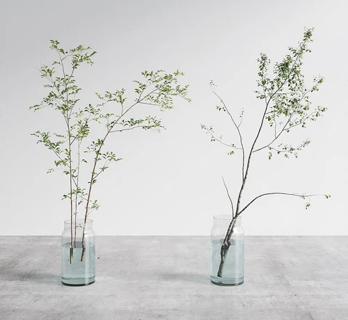 现代水生植物