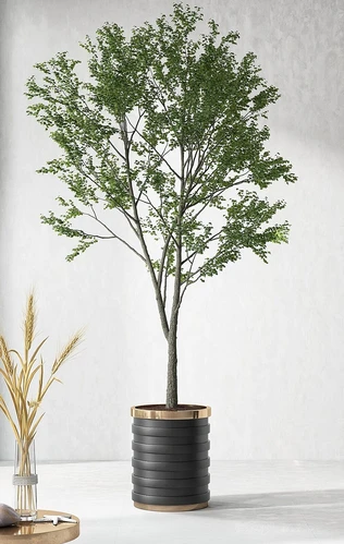 现代盆景植物组合