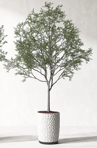 现代盆景植物组合
