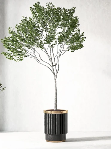 盆栽盆景植物组合