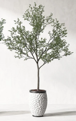 现代盆景植物组合