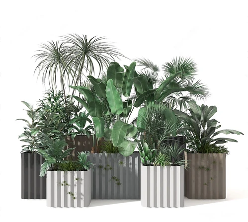 现代植物盆栽