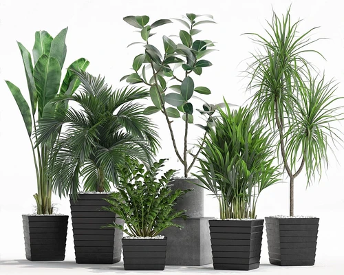 现代植物盆栽