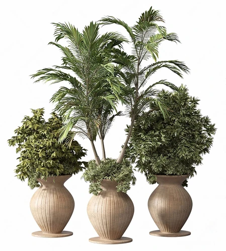 现代盆栽植物