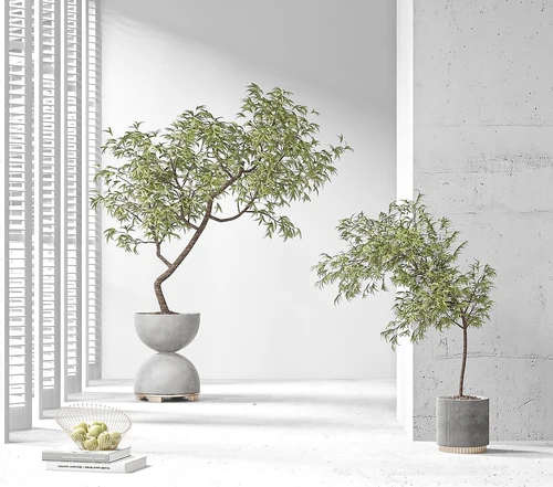 盆栽盆景植物组合