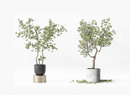 盆栽盆景植物组合