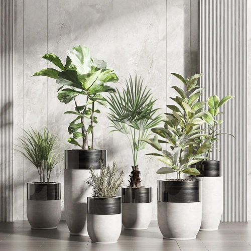 绿植盆栽