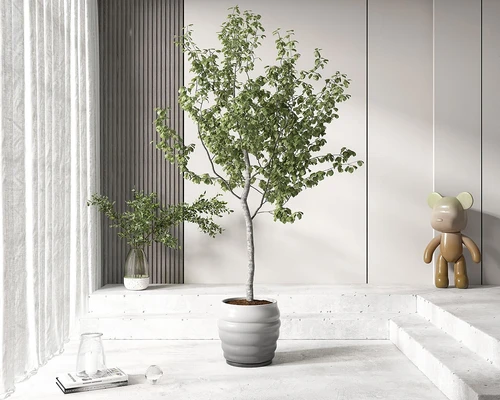 盆栽盆景植物组合