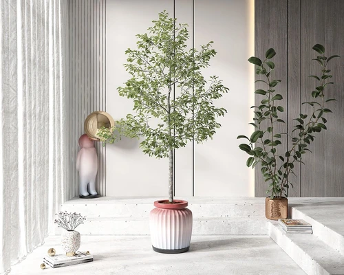 盆栽盆景植物组合